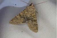 Polymixis argillaceago