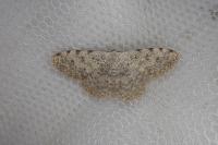 Scopula submutata roseonitens