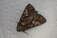 Aedia leucomelas