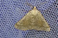 Isturgia miniosaria