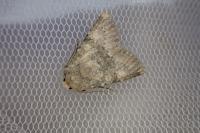 Polymixis dubia
