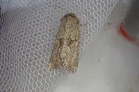 Luperina nickerlii