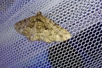 Cleorodes lichenaria