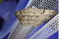 Peribatodes rhomboidaria rhomboidaria