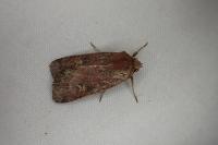 Xestia xanthographa