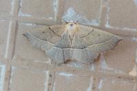Gerinia honoraria