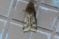 Helicoverpa armigera