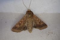 Helicoverpa armigera