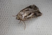 Agrotis vestigialis