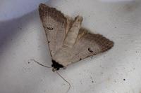 Lygephila craccae