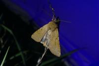 Agrochola lychnidis