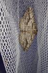 Calamodes occitanaria
