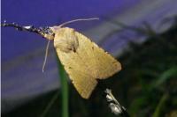 Agrochola lychnidis