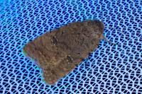 Caradrina flavirena