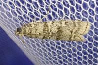 Dioryctria mendacella