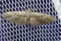 Eupithecia oxycedrata