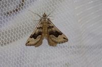 Scotopteryx peribolata