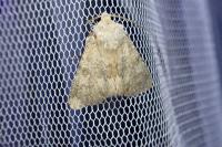 Polymixis dubia