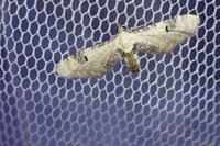 Eupithecia centaureata