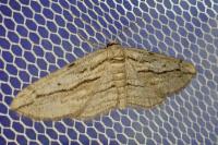 Ecleora solieraria