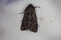 Mniotype occidentalis