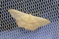 Scopula imitaria