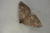 Larentia malvata