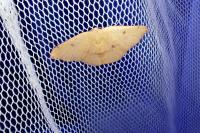 Cyclophora puppillaria