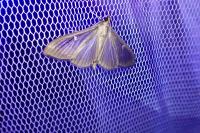 Cydalima perspectalis