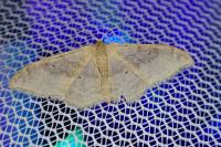 Idaea degeneraria