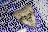 Meganola togatulalis