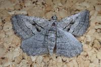 Rhoptria asperaria
