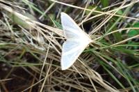 Palpita vitrealis