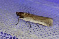 Denticera divisella