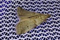 Acrobasis glaucella/fallouella