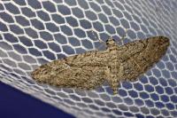 Eupithecia oxycedrata