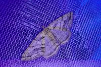 Calamodes occitanaria