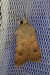 Agrotis trux