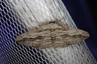 Ecleora solieraria