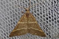 Perigune narbonea