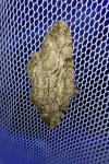 Peribatodes rhomboidaria rhomboidaria