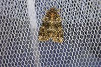 Callopistria latreillei