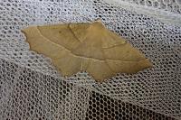 Gerinia honoraria