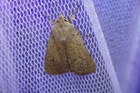Xestia castanea