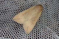 Mythimna unipuncta