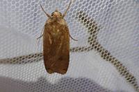 Noctua pronuba