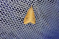 Udea ferrugalis