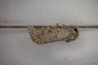 Luperina nickerlii