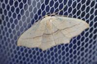 Scopula imitaria