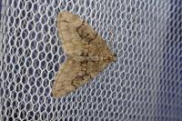 Thera obeliscata